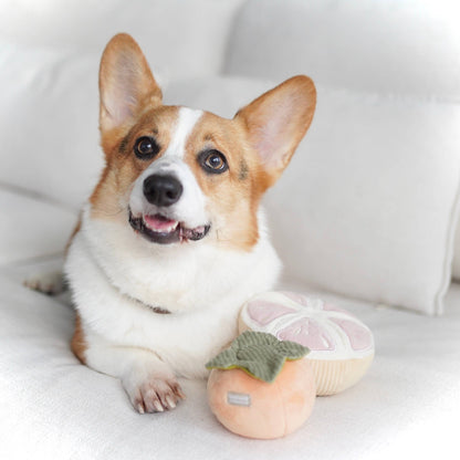 Juego de juguetes para perros con sabor a pomelo y juguete para olfatear