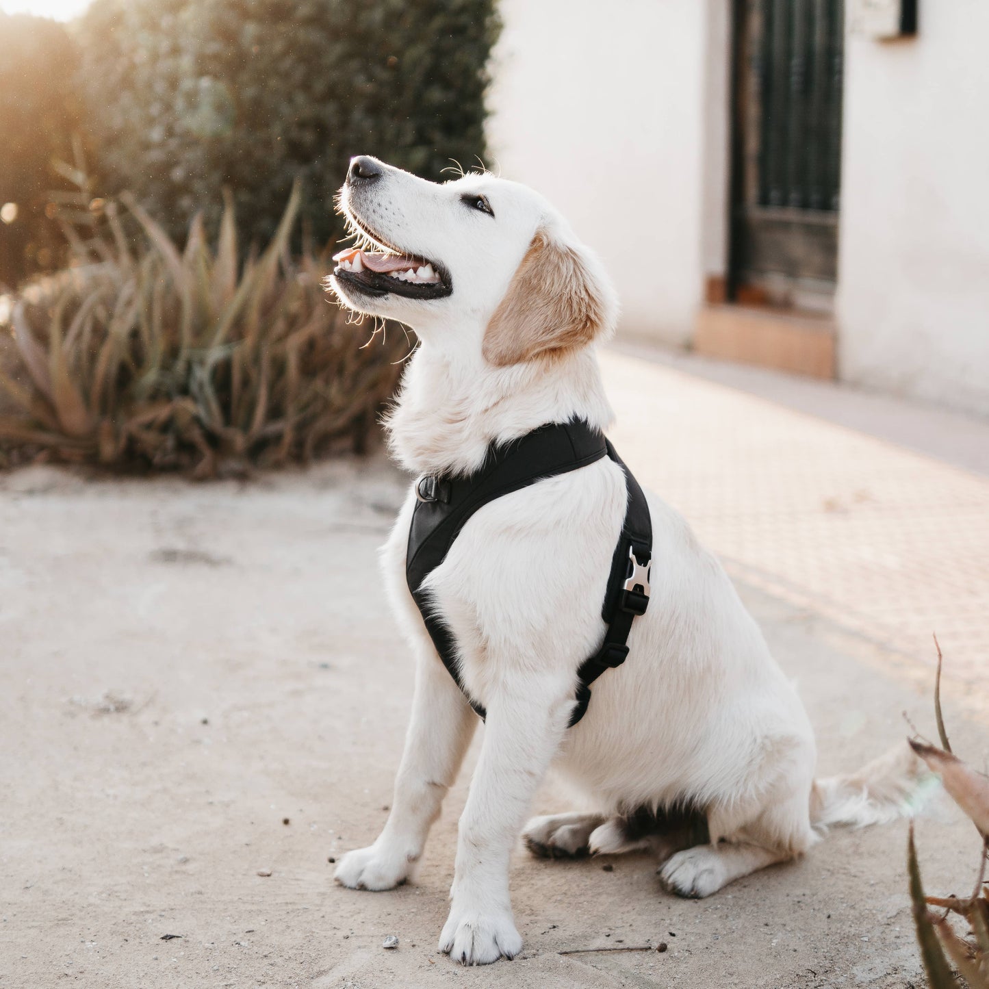 Roam Luxe Dog Harness Black
