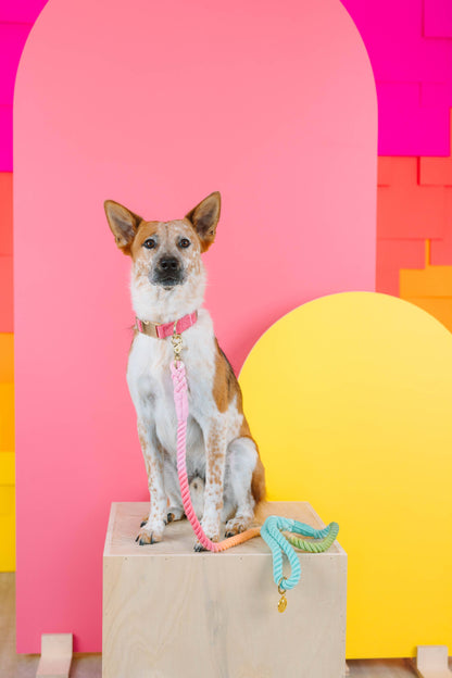 Ella Pink Dog Collar