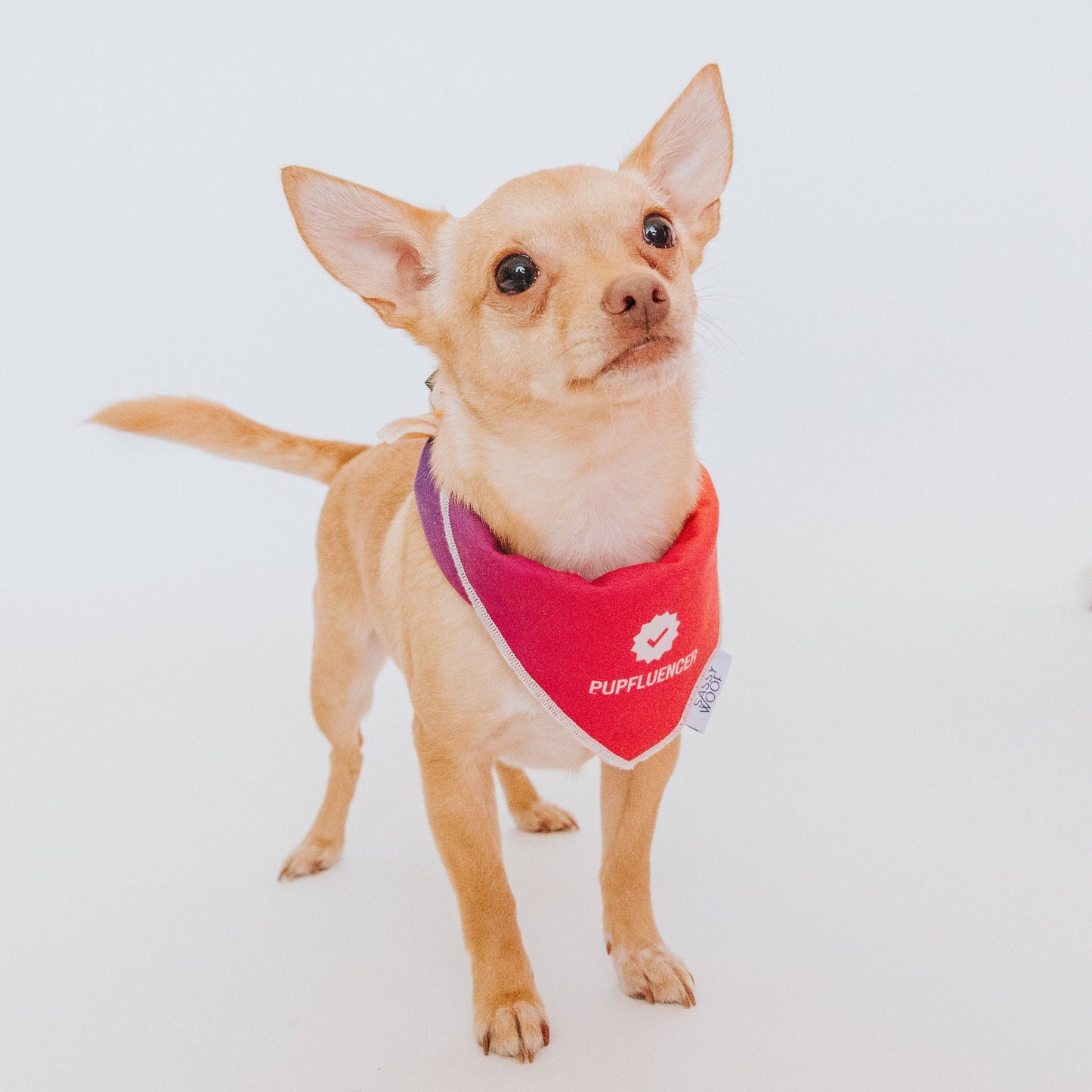 Pupfluencer Dog Bandana