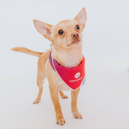 Pupfluencer Dog Bandana