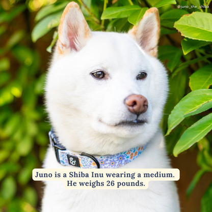 Among the Wildflowers Collar