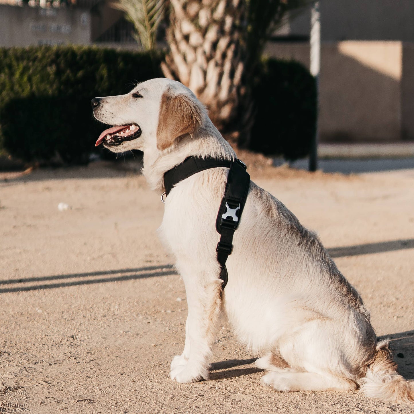 Roam Luxe Dog Harness Black