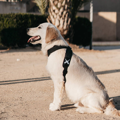Roam Luxe Dog Harness Black