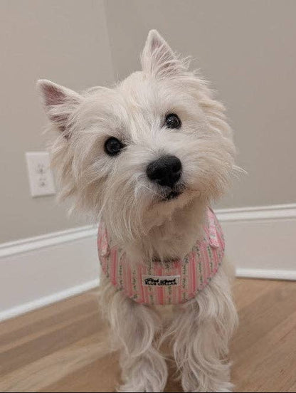 Pink Rose Love Shack Fancy Vibes Harness