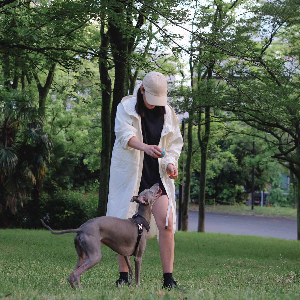 Roam Luxe Dog Harness Black