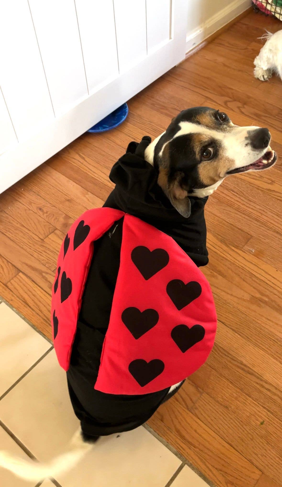 Lady Bug Halloween Dog Costume