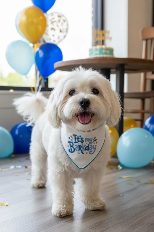 Its My BarkDay Blue with Piping Trim Dog Bandana