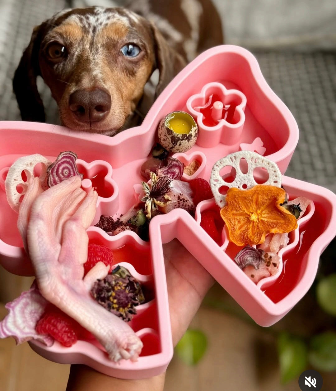 Coquette Forage Feeder