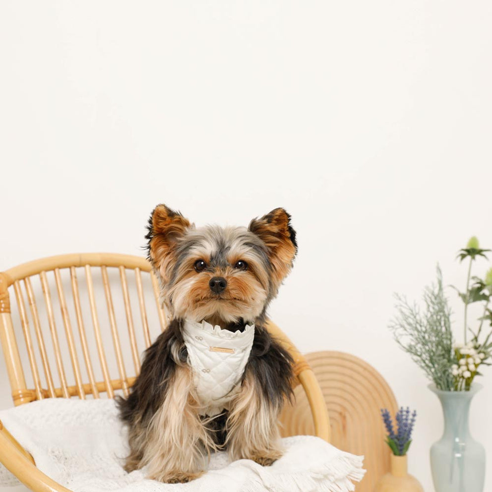 Ribbon Embroidered Harness + Lead Set