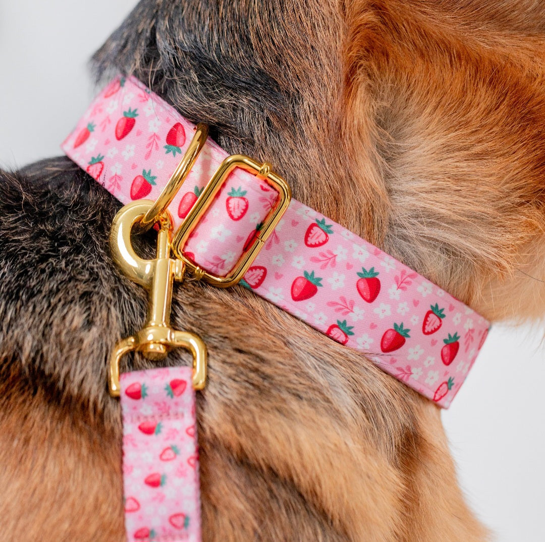 Strawberry Sweetheart Dog Collar