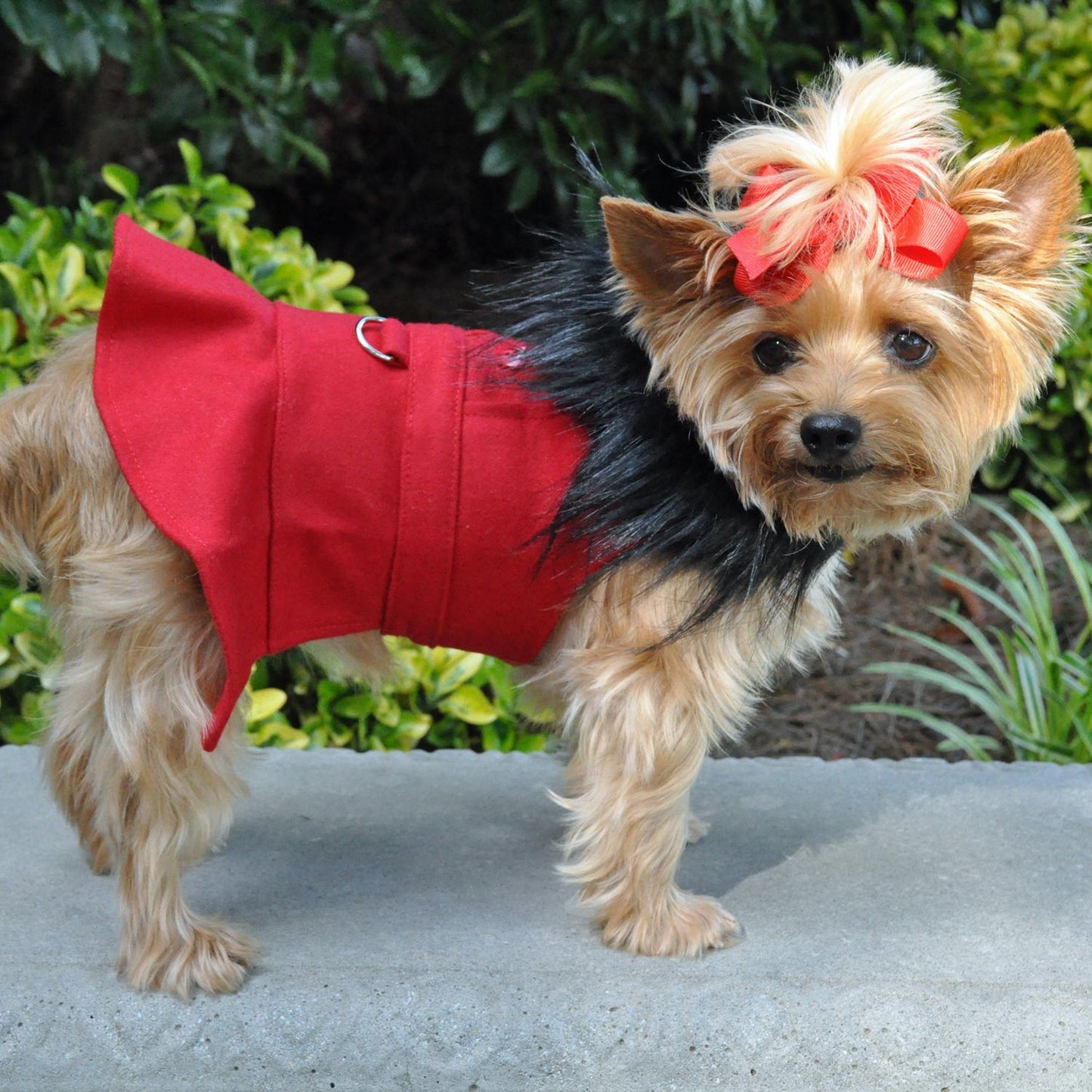 Red Wool Blend Classic Dog Coat Harness and Fur Collar with D-Ring and Leash