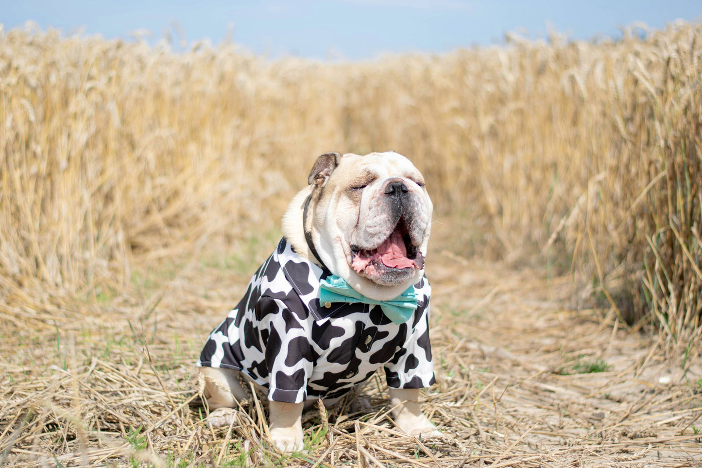 Camisa para perro con estampado de vaca