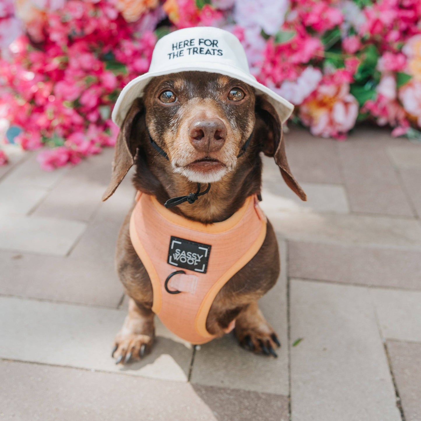Here For The Treats Dog Bucket Hat