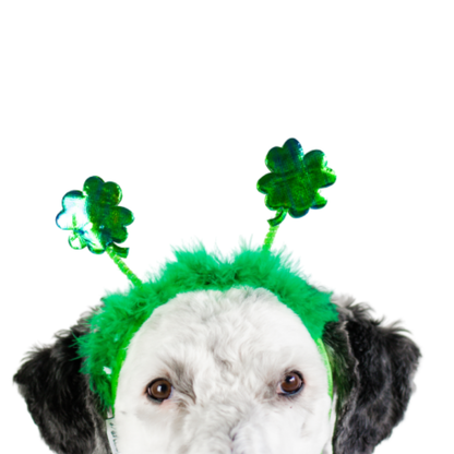 Midlee St. Patrick's Day Shamrock Dog Headband