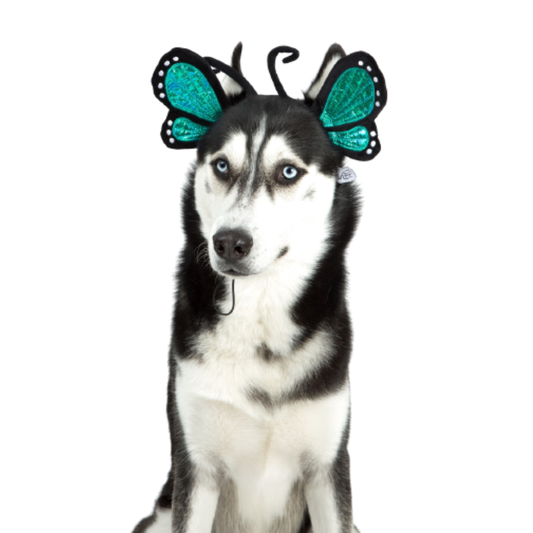 Disfraz de Halloween para perro con diadema de mariposa de Midlee