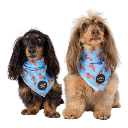 Dachshund Dog Bandana