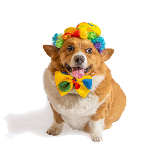 Disfraz de payaso Midlee, sombrero, pajarita y peluca, disfraz de perro